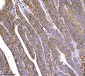 Anti-delta 1 Catenin/CAS/CTNND1 Antibody Picoband™ (monoclonal, 8G7E4)